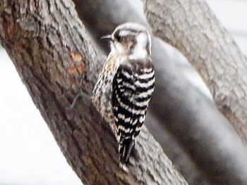 Japanese Pygmy Woodpecker 徳生公園 Sun, 3/24/2024