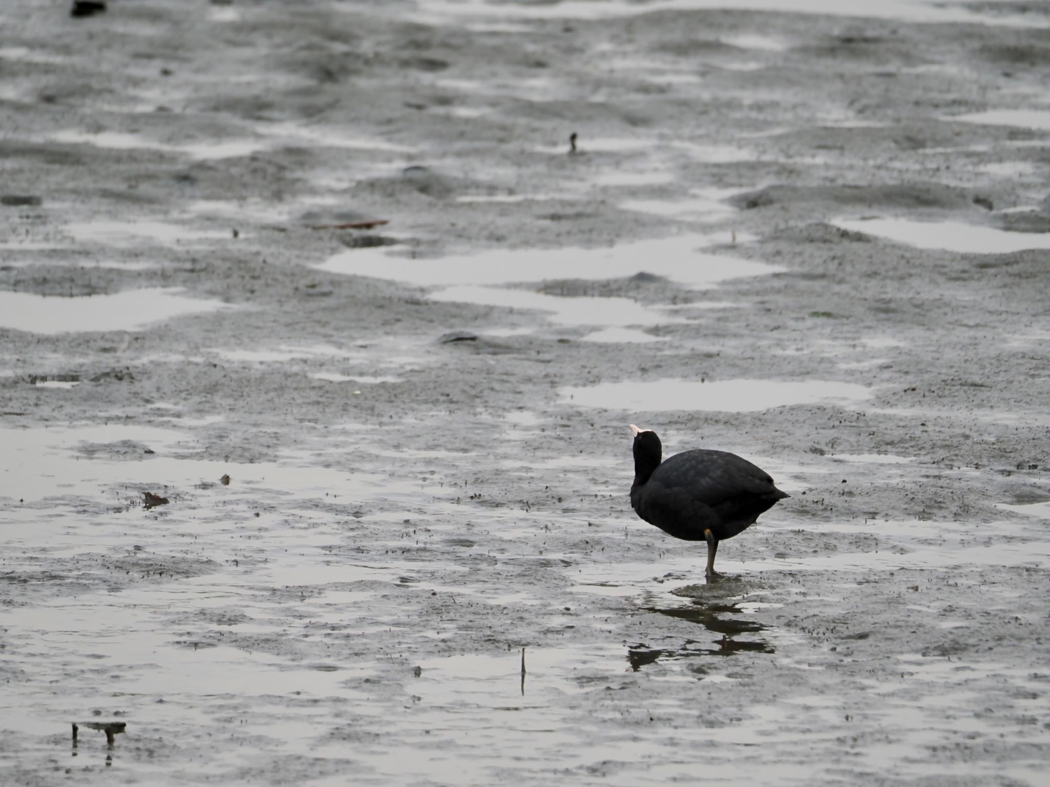 Eurasian Coot