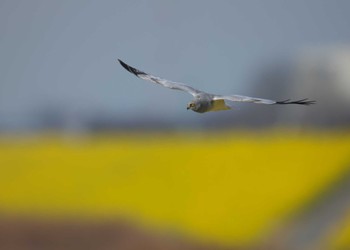 Hen Harrier 群馬県 Sun, 3/24/2024