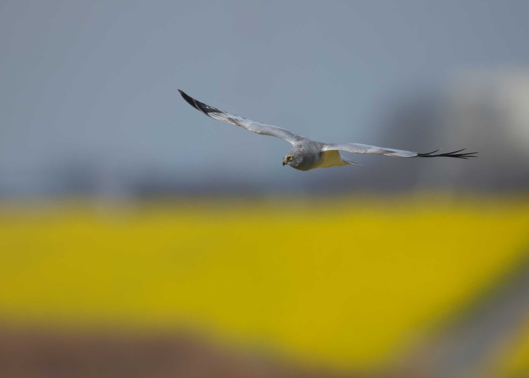 Photo of Hen Harrier at 群馬県 by snipe