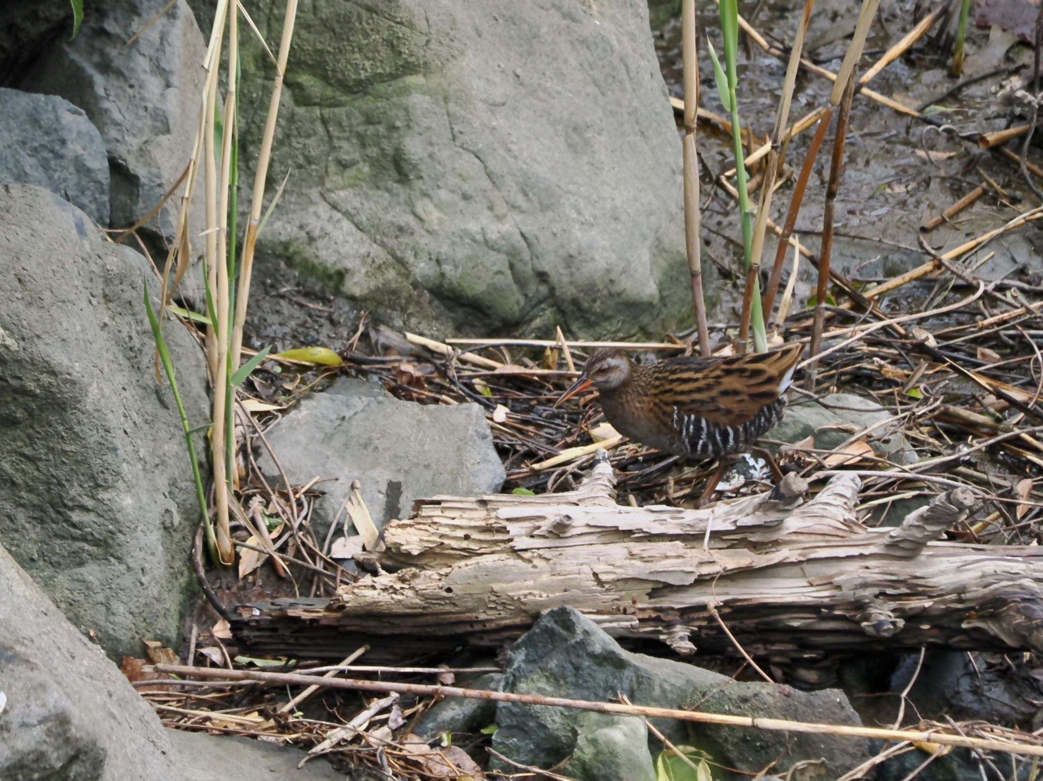 Brown-cheeked Rail