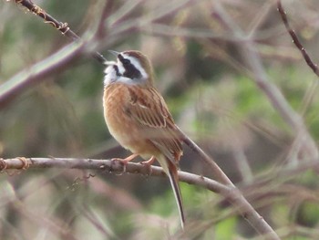 Sun, 3/24/2024 Birding report at 多摩川