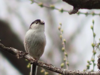 エナガ 多摩川 2024年3月24日(日)