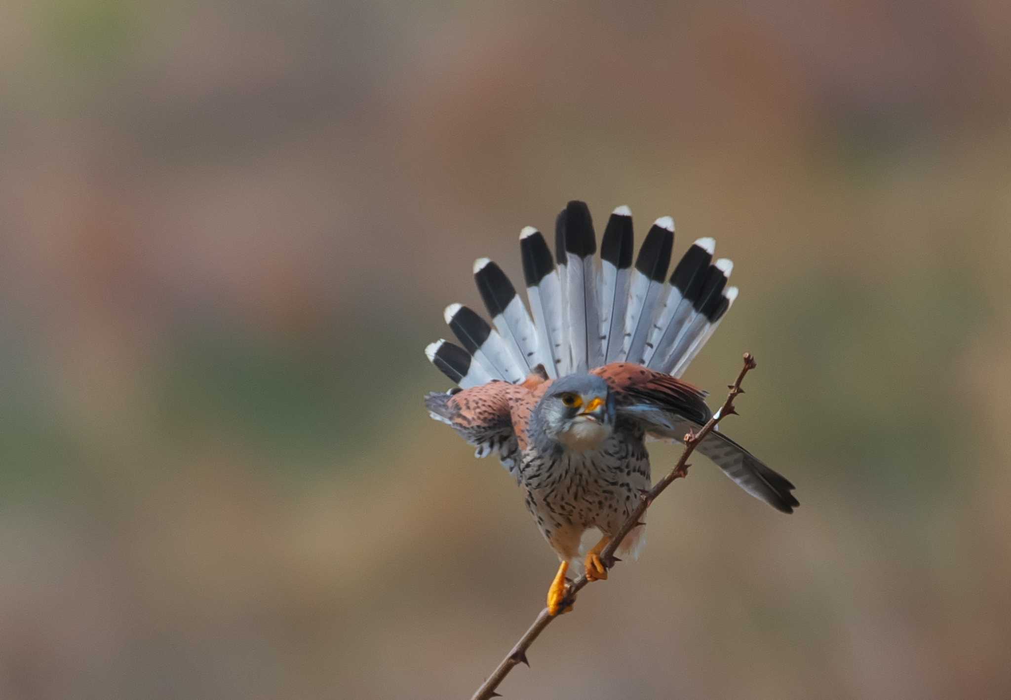 群馬県 チョウゲンボウの写真 by snipe