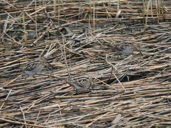 タシギ 東京港野鳥公園 2024年3月23日(土)