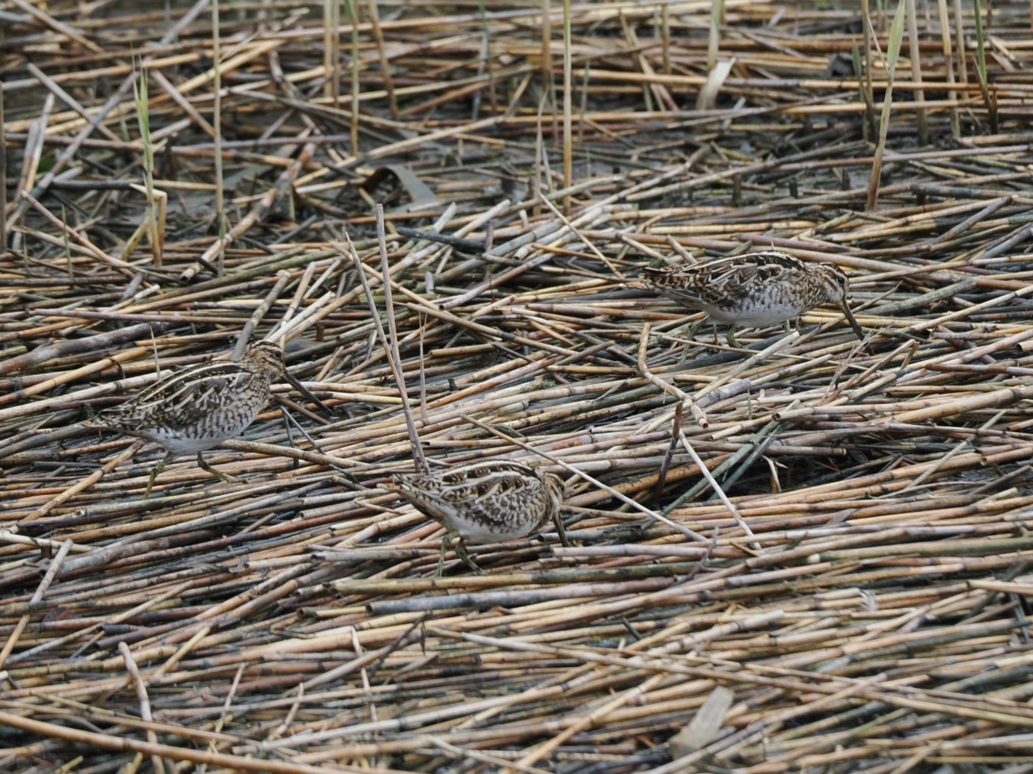 Common Snipe