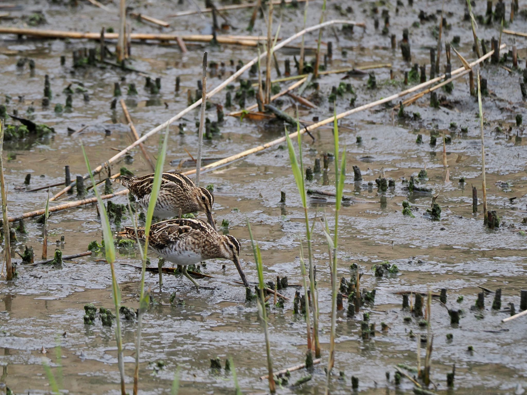 Common Snipe