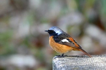 Daurian Redstart 上野台公園（東海市） Mon, 3/18/2024