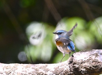 Red-flanked Bluetail 茨城県 Fri, 3/22/2024