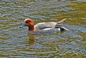 Eurasian Wigeon Aobayama Park Sun, 3/24/2024