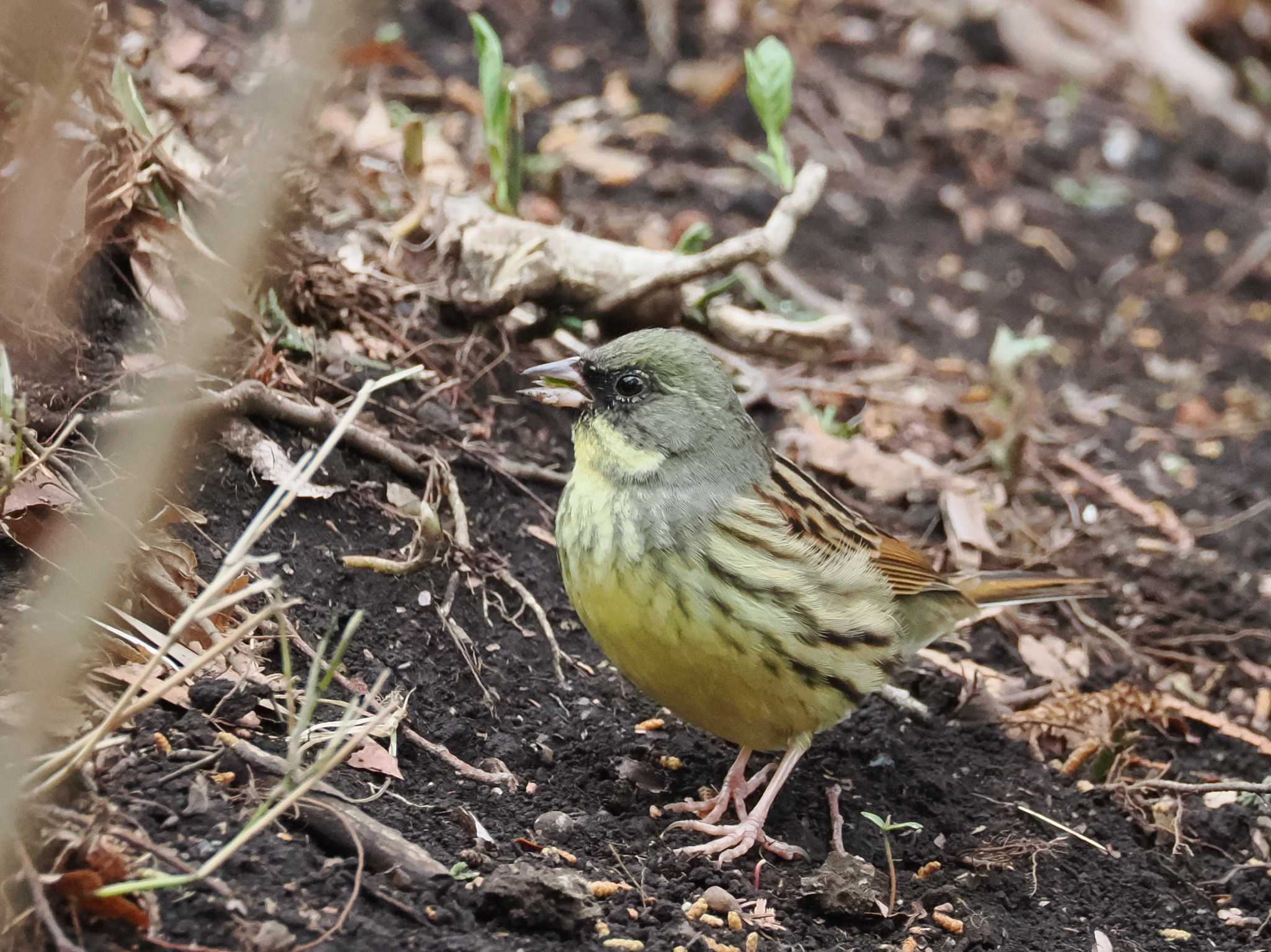 Photo of Masked Bunting at 泉の森公園 by こむぎこねこ