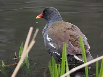 Common Moorhen 泉の森公園 Sun, 3/24/2024