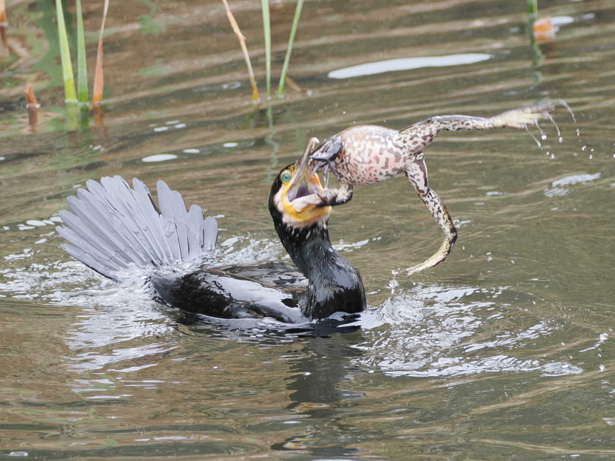Photo of Great Cormorant at 泉の森公園 by こむぎこねこ