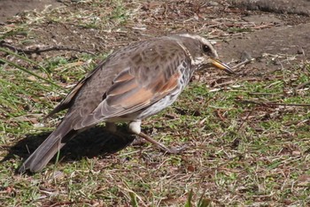 Dusky Thrush 仙川平和公園(三鷹市) Fri, 3/22/2024