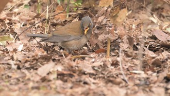 Pale Thrush 東京都立桜ヶ丘公園(聖蹟桜ヶ丘) Sun, 3/24/2024