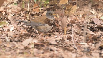 Pale Thrush 東京都立桜ヶ丘公園(聖蹟桜ヶ丘) Sun, 3/24/2024