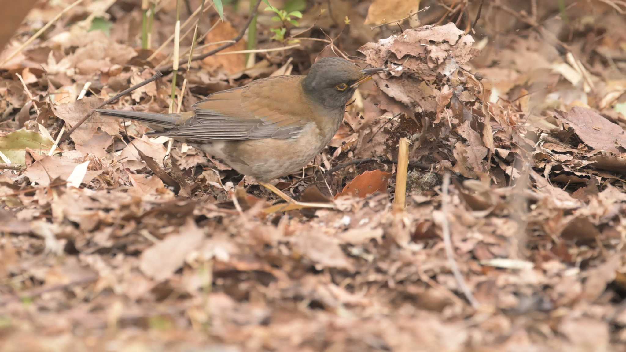 Photo of Pale Thrush at 東京都立桜ヶ丘公園(聖蹟桜ヶ丘) by ヤマガラ専科