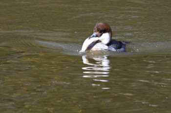 Smew 坂田ヶ池総合公園 Sun, 2/11/2024