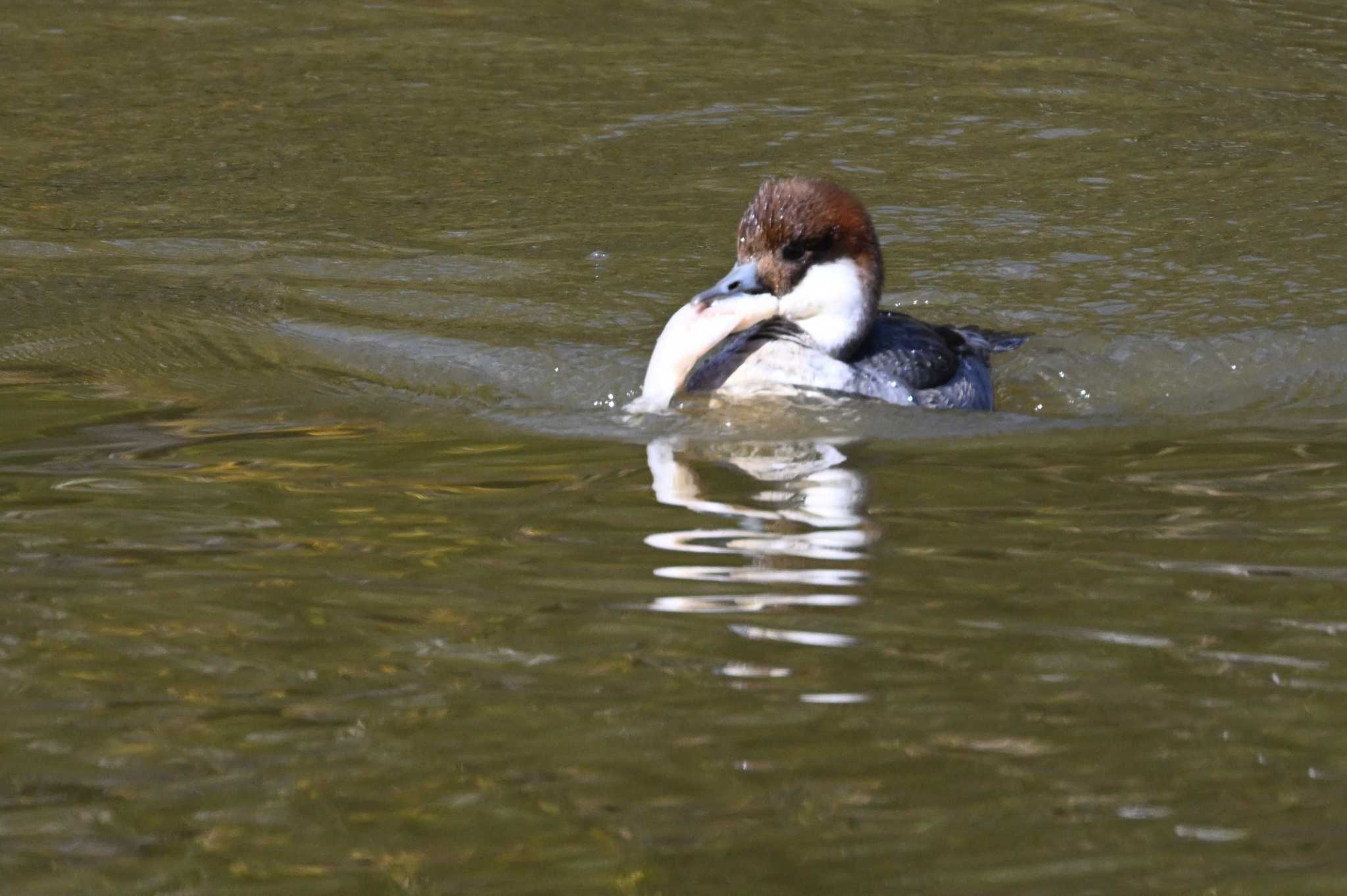 Smew