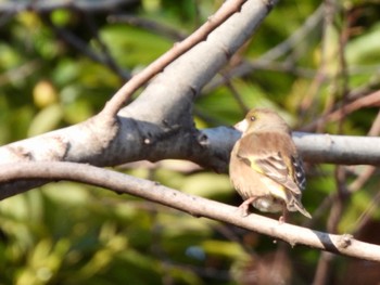 カワラヒワ 東京港野鳥公園 2024年3月22日(金)