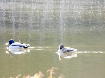 マガモ 東京港野鳥公園 2024年3月22日(金)