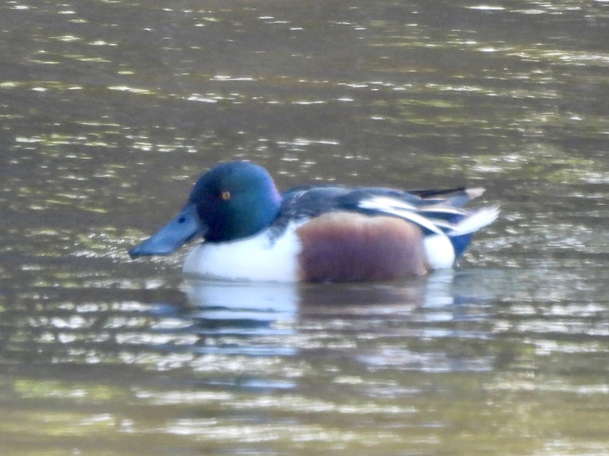 東京港野鳥公園 ハシビロガモの写真 by くー