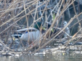 マガモ 東京港野鳥公園 2024年3月22日(金)