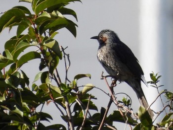 ヒヨドリ 東京港野鳥公園 2024年3月22日(金)