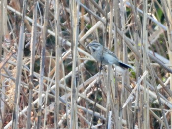 オオジュリン 東京港野鳥公園 2024年3月22日(金)