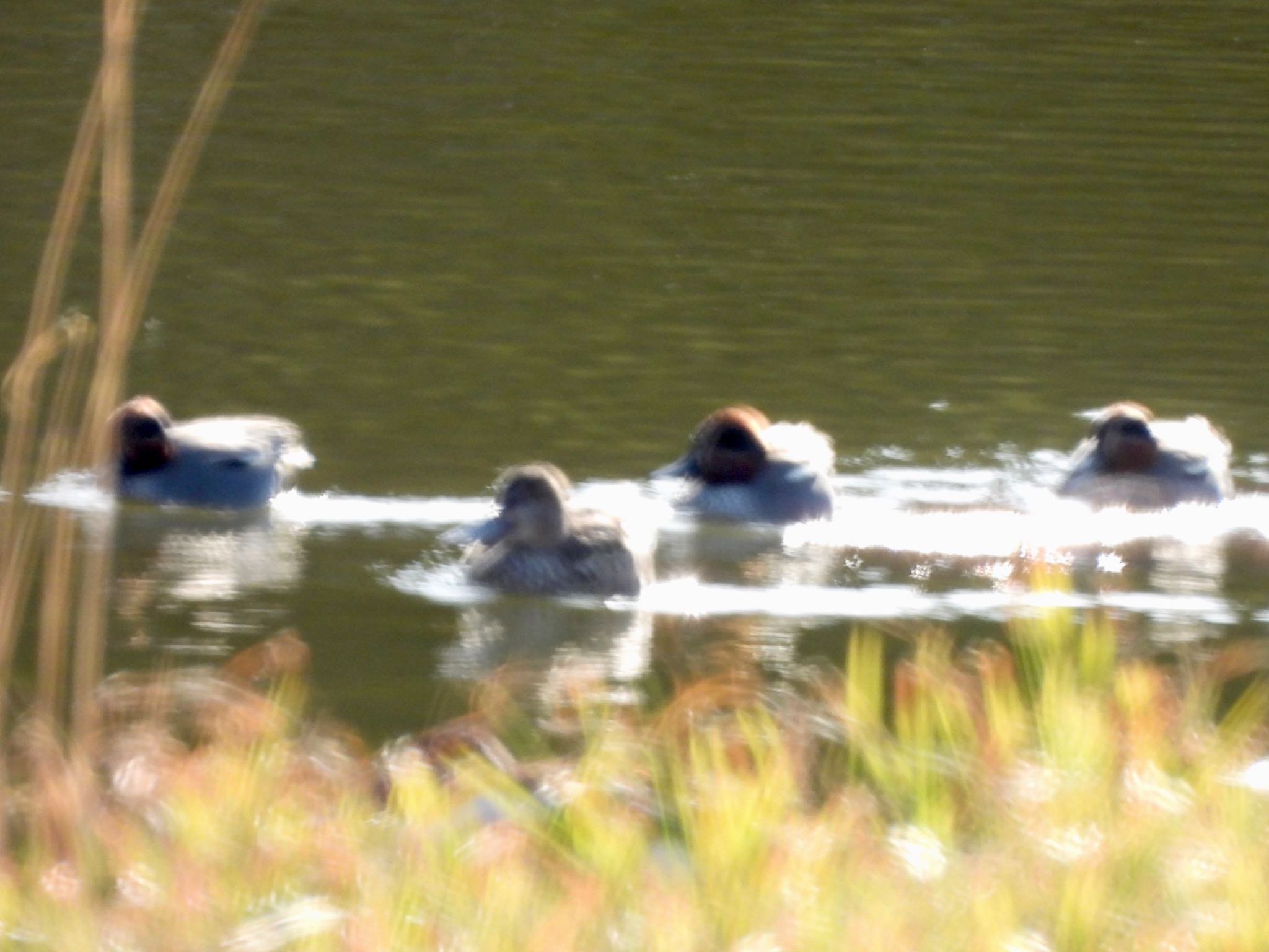 東京港野鳥公園 コガモの写真 by くー