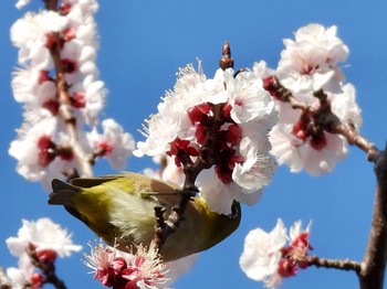 メジロ 東京港野鳥公園 2024年3月22日(金)