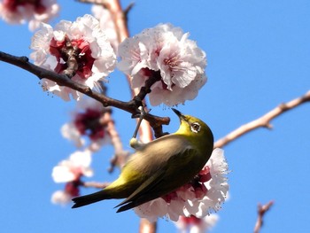 メジロ 東京港野鳥公園 2024年3月22日(金)