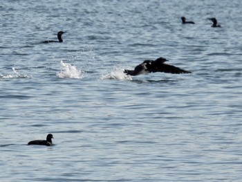 カワウ 東京港野鳥公園 2024年3月22日(金)