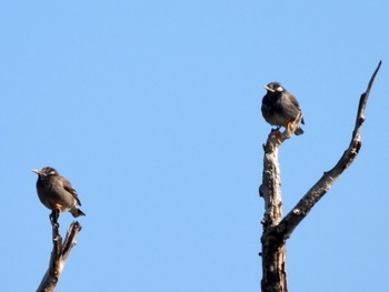 ムクドリ 東京港野鳥公園 2024年3月22日(金)