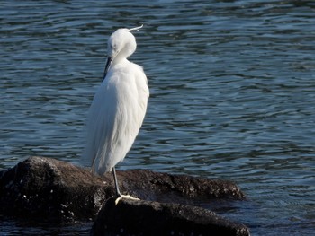 コサギ 東京港野鳥公園 2024年3月22日(金)