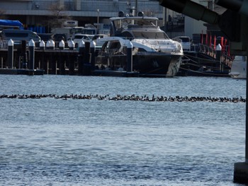 カワウ 東京港野鳥公園 2024年3月22日(金)