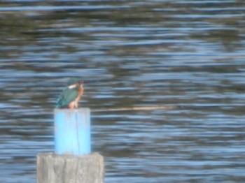 カワセミ 東京港野鳥公園 2024年3月22日(金)