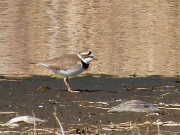 2024年3月22日(金) 東京港野鳥公園の野鳥観察記録