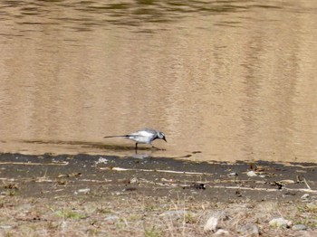 ハクセキレイ 東京港野鳥公園 2024年3月22日(金)