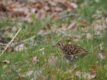 White's Thrush Maioka Park Sun, 3/24/2024