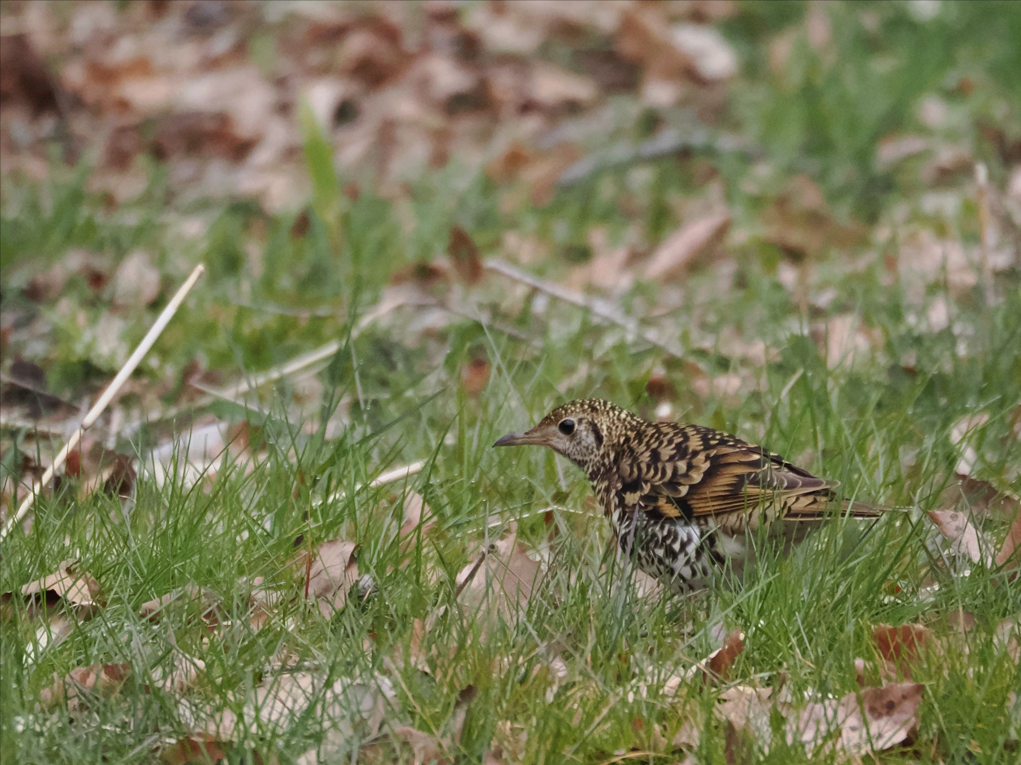 White's Thrush