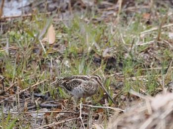 Common Snipe Maioka Park Sun, 3/24/2024