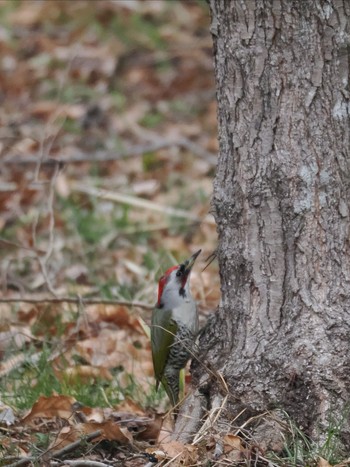 Japanese Green Woodpecker Maioka Park Sun, 3/24/2024
