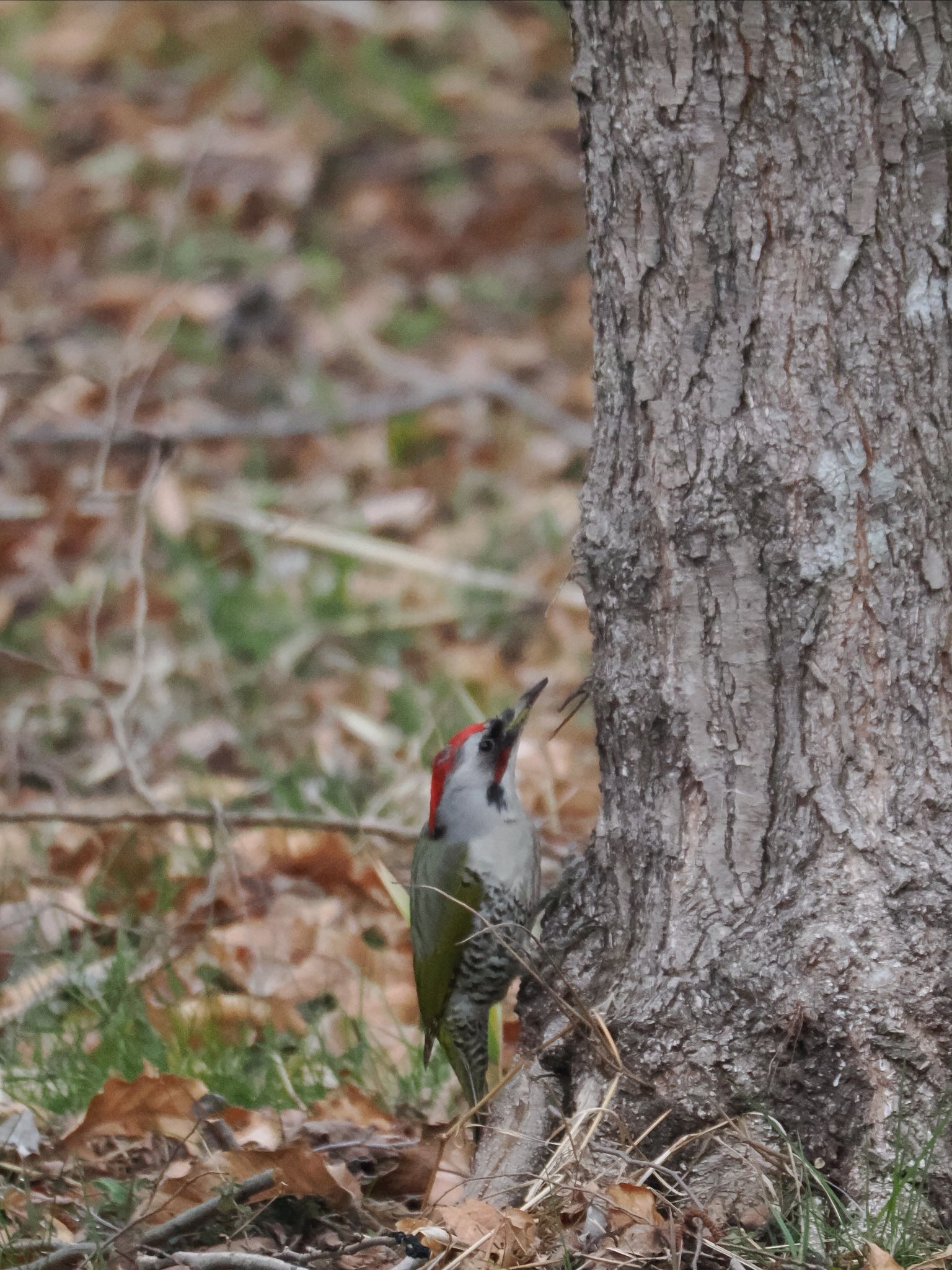 Japanese Green Woodpecker