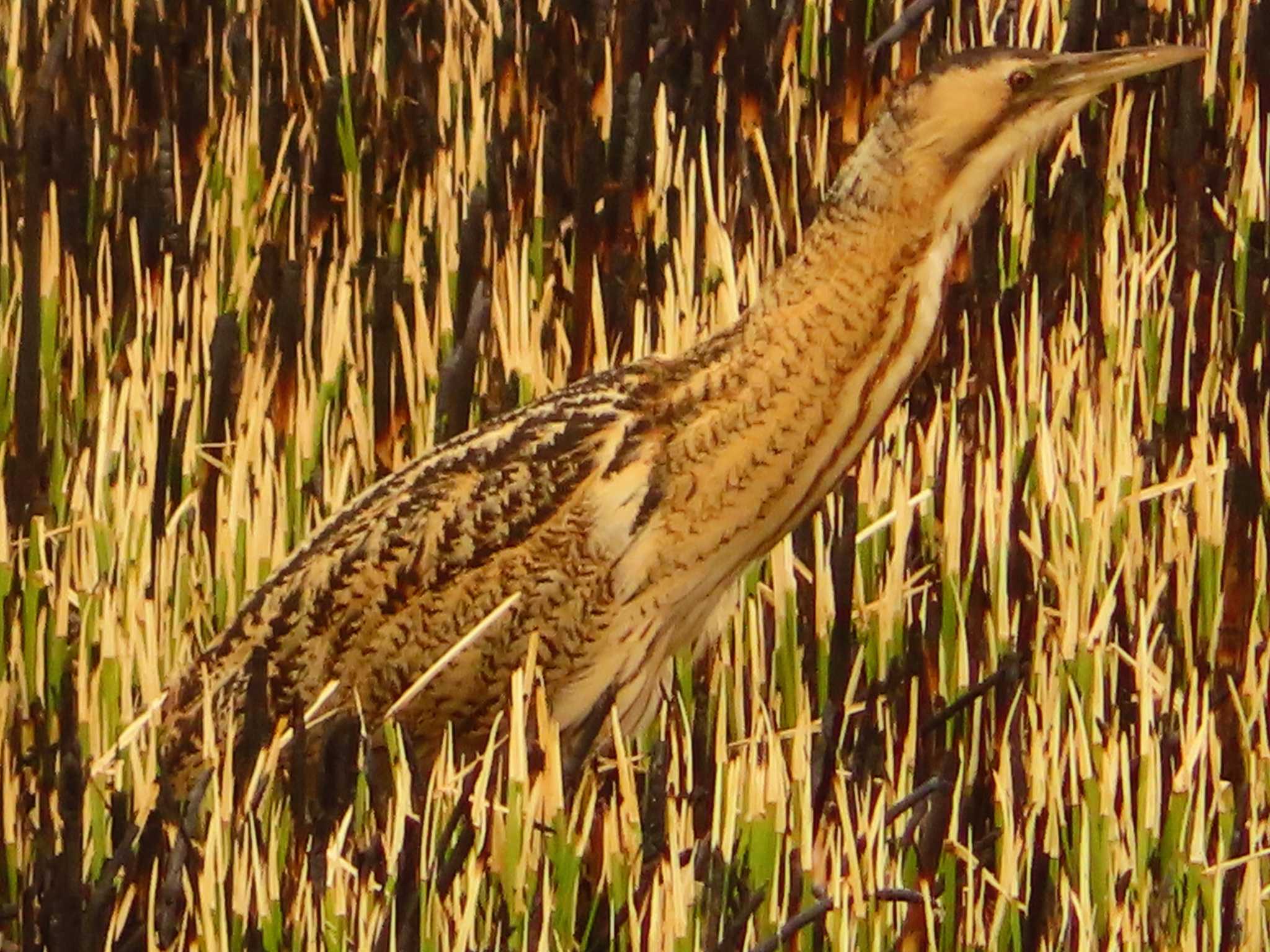 Eurasian Bittern