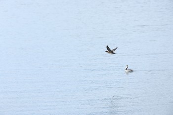 Eurasian Wigeon 甲子園浜(兵庫県西宮市) Sun, 11/26/2023