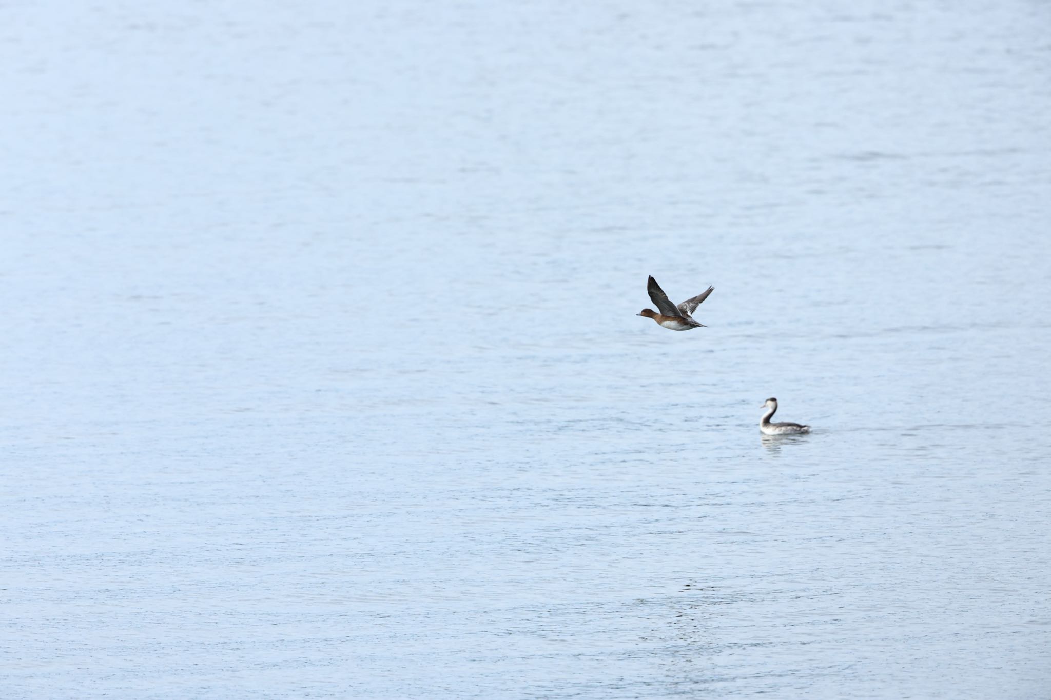 Photo of Eurasian Wigeon at 甲子園浜(兵庫県西宮市) by yossan1969