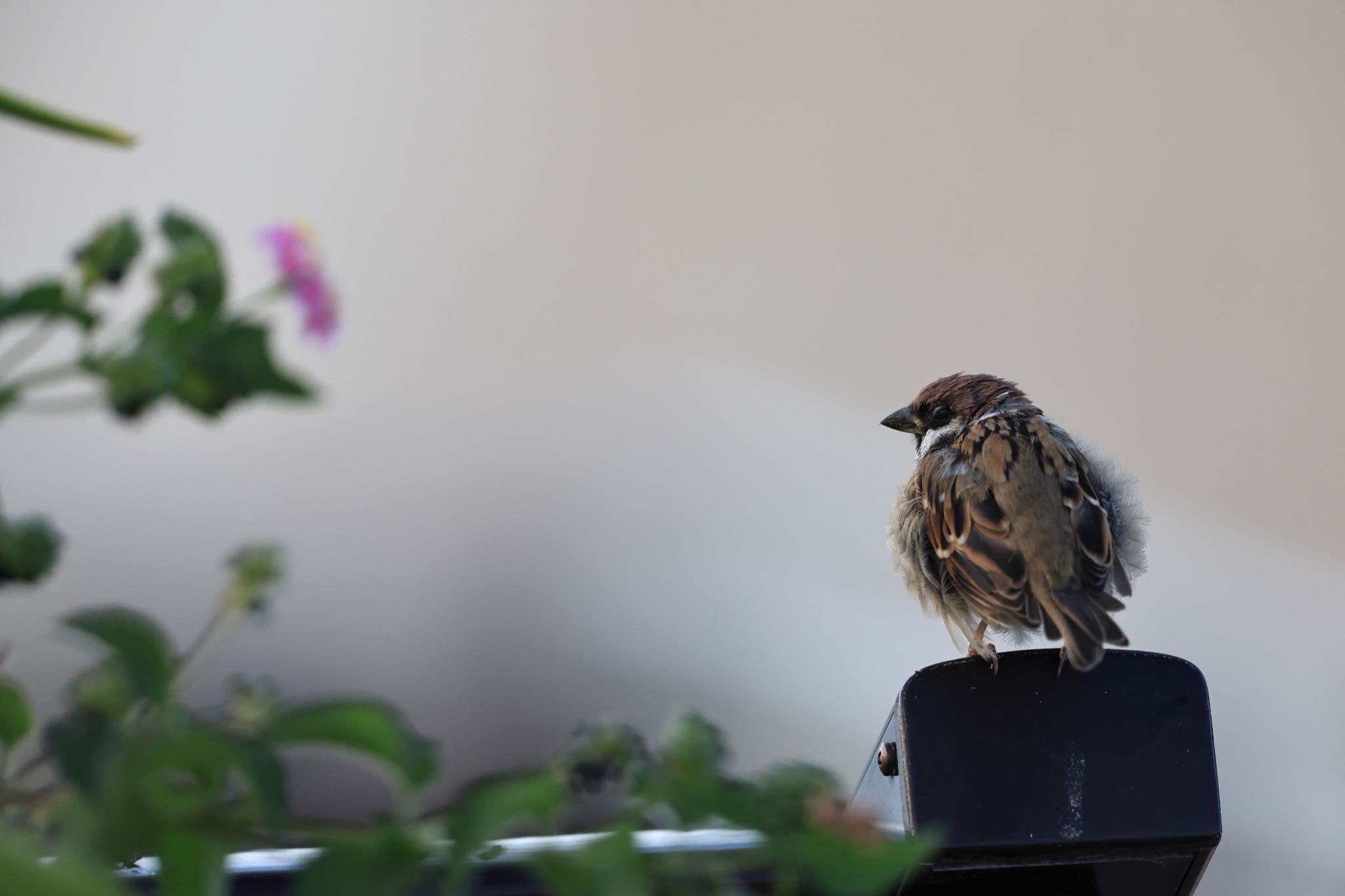 Photo of Eurasian Tree Sparrow at 甲子園浜(兵庫県西宮市) by yossan1969