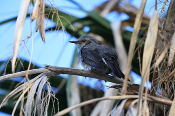 Brown-eared Bulbul 甲子園浜(兵庫県西宮市) Sun, 10/22/2023