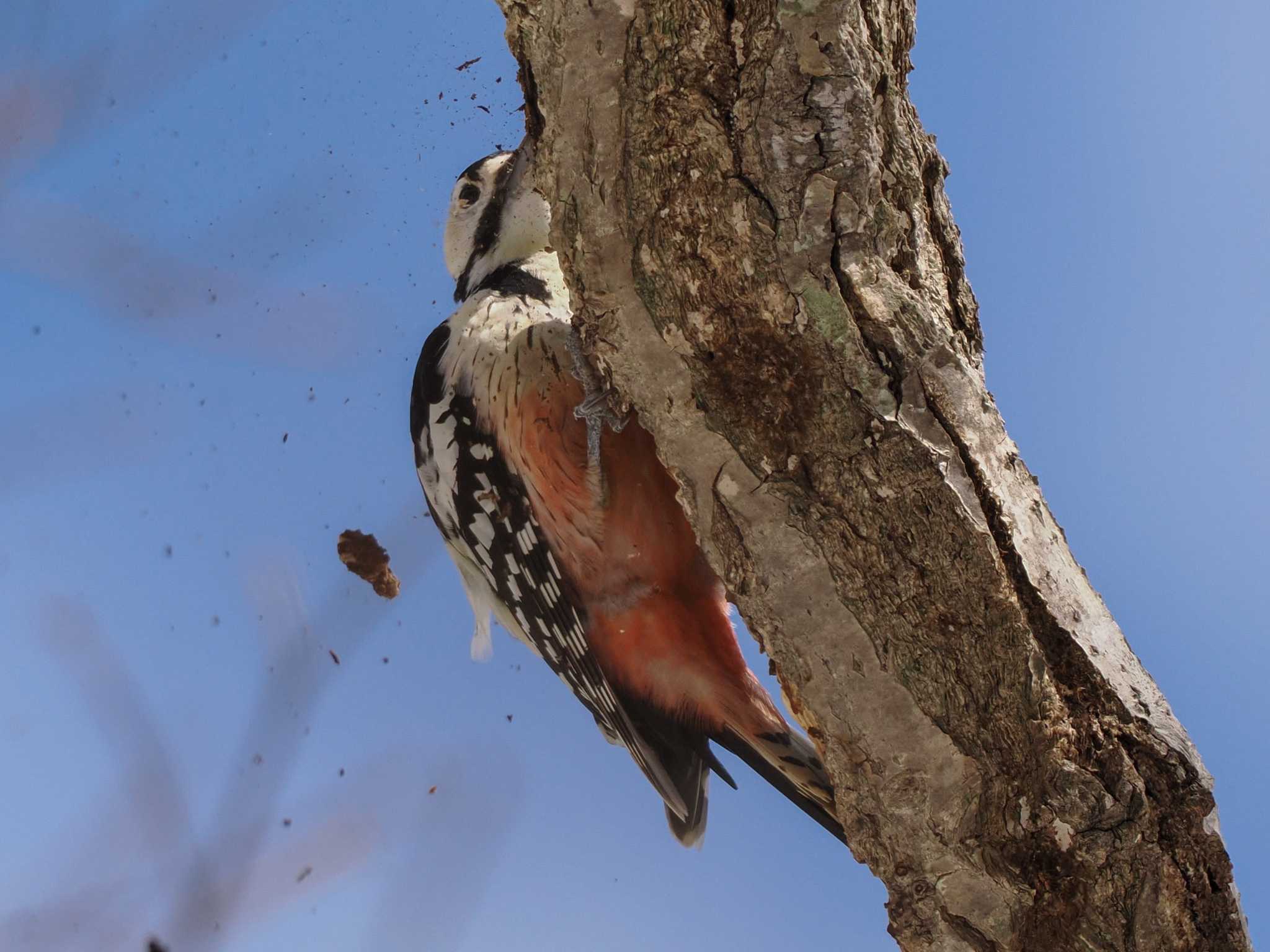 Photo of White-backed Woodpecker(subcirris) at 野幌森林公園 by 98_Ark (98ｱｰｸ)